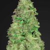 Fast Buds Auto Gelato Feminised seeds  