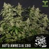 Shortstuff seeds Auto Stardawg feminised Shortstuff seeds Auto Stardawg feminised