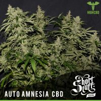 Shortstuff seeds Auto Amnesia CBD feminised  