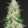 Fast Buds Lemon AK Auto feminised seeds Fast Buds Lemon AK Auto feminised seeds