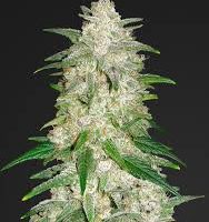 Fast Buds Auto Gelato Feminised seeds  