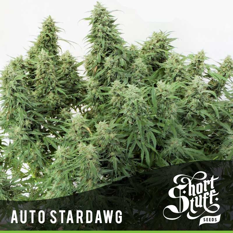 Shortstuff seeds Auto Stardawg feminised Shortstuff seeds Auto Stardawg feminised