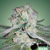 Bomb Seeds Cherry Bomb  