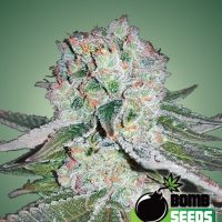 Bomb Seeds Banana Bomb  