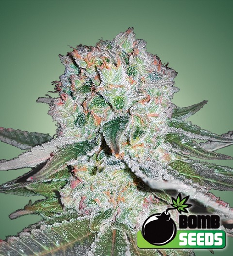 Bomb Seeds Banana Bomb Bomb Seeds Banana Bomb