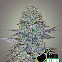 Bomb Seeds Cosmic Bomb Auto  
