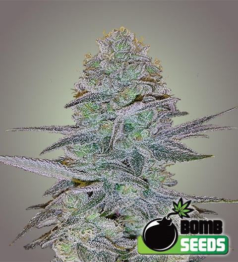Bomb Seeds Cosmic Bomb Auto Bomb Seeds Cosmic Bomb Auto