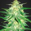 Fast Buds Auto Gelato Feminised seeds  