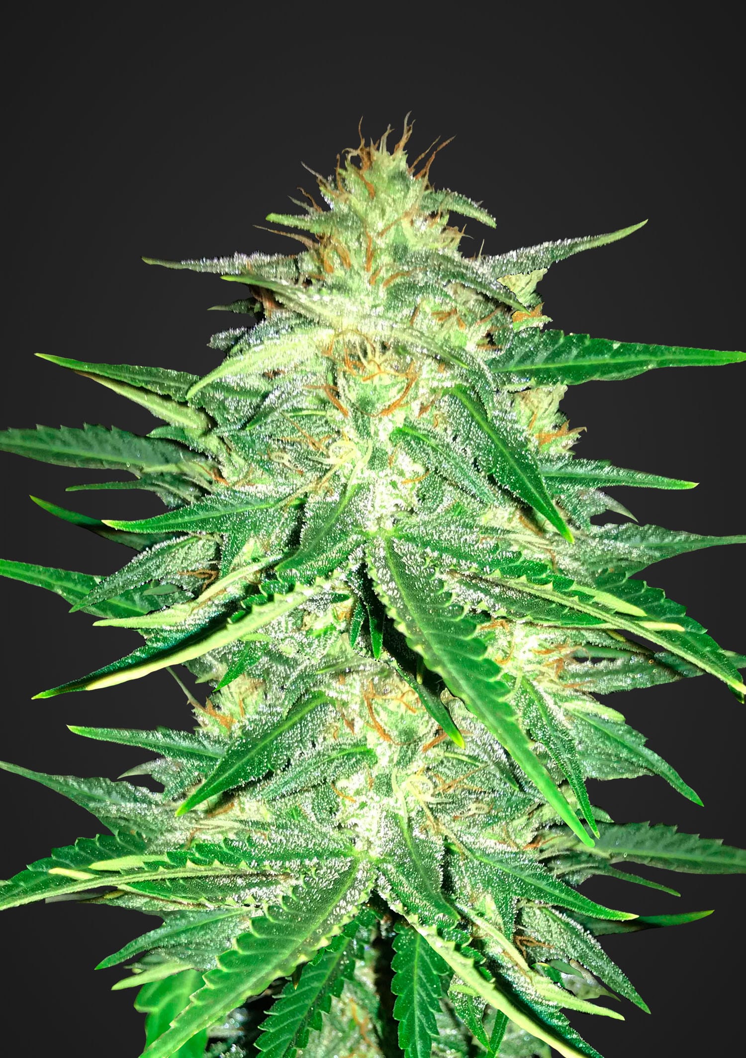 Fast Buds Lemon AK Auto feminised seeds Fast Buds Lemon AK Auto feminised seeds