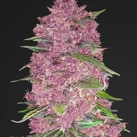 Fast Buds Purple Lemonade Auto feminised seeds  