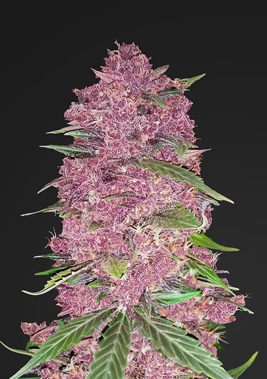Fast Buds Purple Lemonade Auto feminised seeds Fast Buds Purple Lemonade Auto feminised seeds