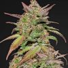 Fast Buds Zkittlez Auto feminised seeds Fast Buds Zkittlez Auto feminised seeds