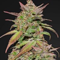 Fast Buds Smoothie Auto feminised seeds  