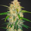 Fast Buds Lemon AK Auto feminised seeds Fast Buds Lemon AK Auto feminised seeds