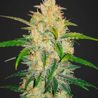 Fast Buds Zkittlez Auto feminised seeds  