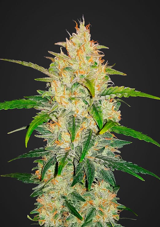 Fast Buds Zkittlez Auto feminised seeds Fast Buds Zkittlez Auto feminised seeds