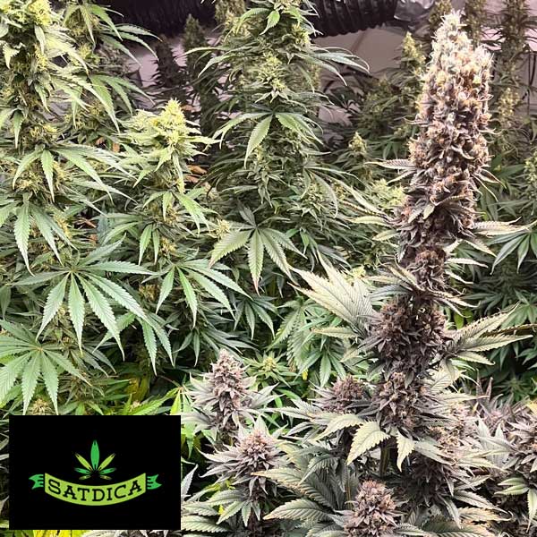 Satdica Seeds Strawberry cookies cannabis seeds Satdica Seeds Strawberry cookies cannabis seeds