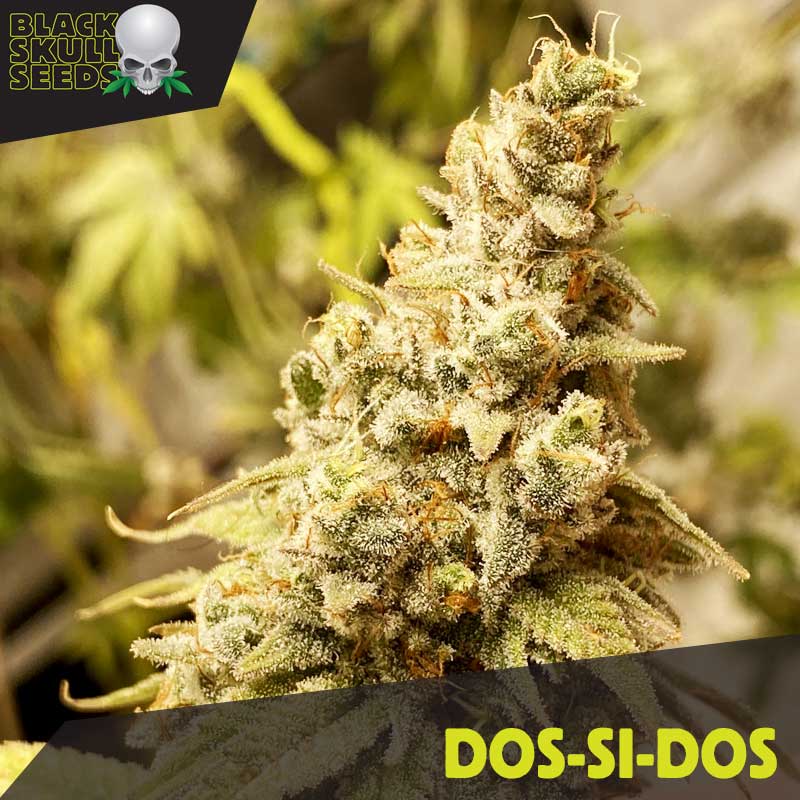Satdica Seeds Cream Caramel Auto cannabis seeds Satdica Seeds Cream Caramel Auto cannabis seeds