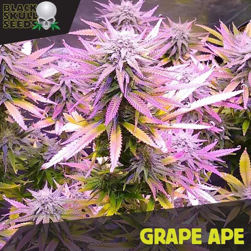 Satdica Seeds Strawberry cookies cannabis seeds Satdica Seeds Strawberry cookies cannabis seeds