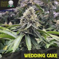 Wedding Cake cannabis seeds  