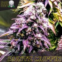 Runtz Muffin cannabis seeds  